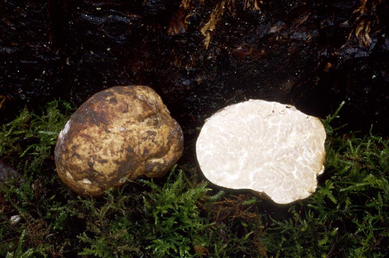 Tuber oregonense